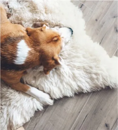 Dog-rug-flooring Dog resting on floor | Carpet City